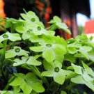 100 Lime Green Nicotiana Alata Flowering Tobacco Seeds Easy to Grow