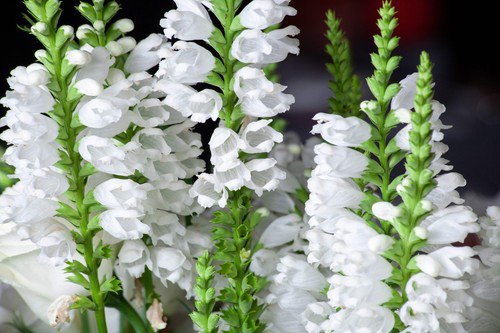 50 White Showy Obedient Plant False Dragon Head Physostegia Angustifolia Seeds Easy to Grow