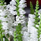 50 White Showy Obedient Plant False Dragon Head Physostegia Angustifolia Seeds Easy to Grow