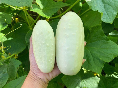 50 White Wonder Cucumber Fruit Cucumis Sativus Seeds Easy to Grow
