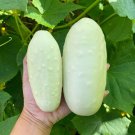 50 White Wonder Cucumber Fruit Cucumis Sativus Seeds Easy to Grow