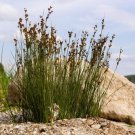 1000 Soft Rush Common Rush Juncus Effusus Ornamental Grass Seeds Easy to Grow 1000 Soft Rush Common Rush Juncus Effusus Ornamental Grass Seeds Easy to Grow
