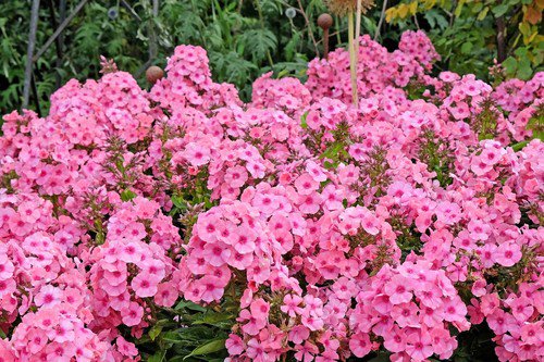 100 Pink Drummond Phlox Phlox Drummondii Flower Seeds Easy to Grow