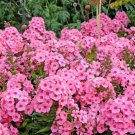 100 Pink Drummond Phlox Phlox Drummondii Flower Seeds Easy to Grow