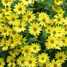 50 Lemon Queen Sunflower Perennial Helianthus Yellow Flower Seeds Easy to Grow