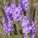500 Purple Hoary Vervain Verbena Stricta Flower Seeds Easy to Grow
