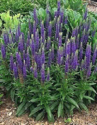 50 Mixed Colors Veronica Spicata Sightseeing Mix Spike Speedwell Flower Seeds Easy to Grow