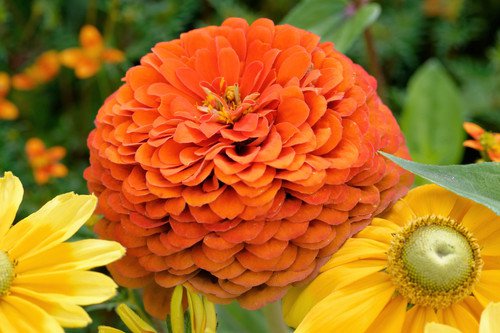 250 Orange King Zinnia Elegans Flower Seeds Easy to Grow