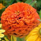 250 Orange King Zinnia Elegans Flower Seeds Easy to Grow