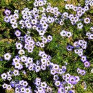 1000 Birds Eyes Gilia Tricolor Lavender White Fragrant Hummingbird Flower Seeds Easy to Grow
