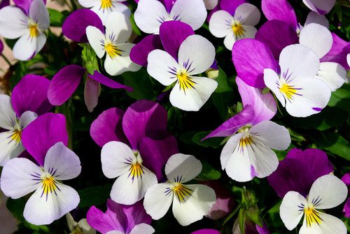 100 Johnny Jump Up Violet Viola Tricolor Flower Seeds Easy to Grow