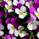 100 Johnny Jump Up Violet Viola Tricolor Flower Seeds Easy to Grow