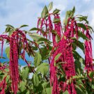 500 Love Lies Bleeding Amaranthus Caudatus Kiss Me Over The Garden Gate Seed Easy to Grow