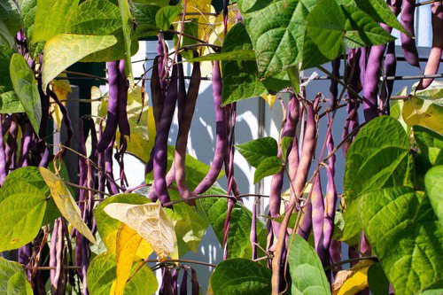 40 Royalty Purple Pod Bean Phaseolus Vulgaris Vegetable Seeds Easy to Grow