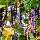 40 Royalty Purple Pod Bean Phaseolus Vulgaris Vegetable Seeds Easy to Grow