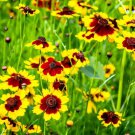 1000 Plains Coreopsis Golden Tickseed Coreopsis Tinctoria Flower Seeds Easy to Grow