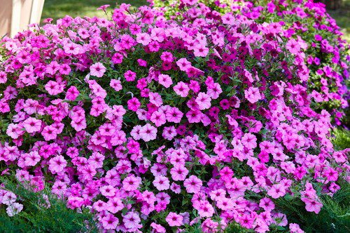 100 Pink Petunia Hybrida Pollinator Garden Container Flower Seeds Easy to Grow