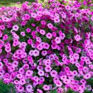 100 Pink Petunia Hybrida Pollinator Garden Container Flower Seeds Easy to Grow