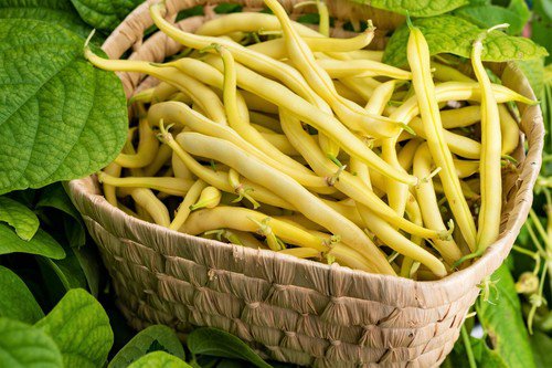 50 Yellow Cherokee Wax Bean Bush Aas Winner Phaseolus Vulgaris Seeds Easy to Grow