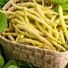 50 Yellow Cherokee Wax Bean Bush Aas Winner Phaseolus Vulgaris Seeds Easy to Grow 50 Yellow Cherokee Wax Bean Bush Aas Winner Phaseolus Vulgaris Seeds Easy to Grow