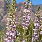 500 Pale Beardtongue Penstemon Pallidus Flower Seeds Easy to Grow