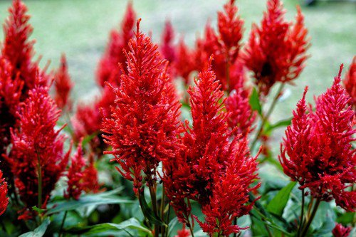100 Red Forest Fire Cockscomb Celosia Plumosa Seeds Easy to Grow