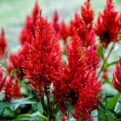 100 Red Forest Fire Cockscomb Celosia Plumosa Seeds Easy to Grow