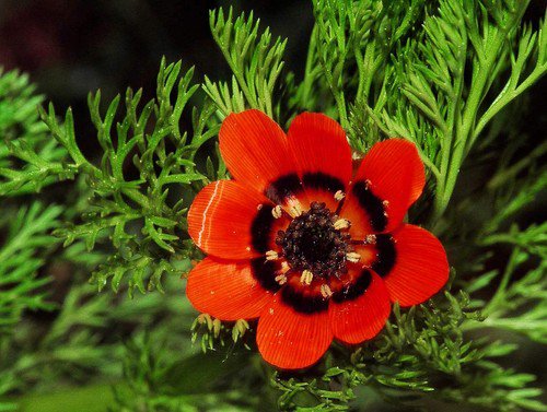 10 Adonis Pheasants Eye Adonis Aestivalis Red & Black Flower Seeds Easy to Grow