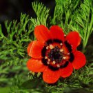 10 Adonis Pheasants Eye Adonis Aestivalis Red & Black Flower Seeds Easy to Grow
