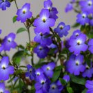 50 Browallia Americana Amethyst Flower Bush Violet Blue Purple Flower Seeds Easy to Grow