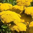250 Gold Golden Yellow Yarrow Achillea Filipendulina Flower Seeds Easy to Grow