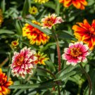 75 Mixed Colors Persian Carpet Zinnia Zinnia Haageana Flower Seeds Easy to Grow