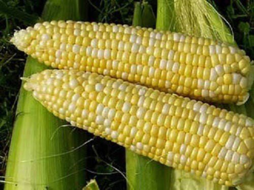 60 Bicolor Corn Delectable Yellow & White Zea Mays Vegetable Seeds Easy to Grow