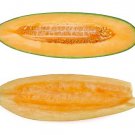 50 Banana Cantaloupe Melon Fruit Cucumis Melo Seeds Easy to Grow