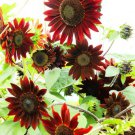 25 Red Velvet Queen Sunflower Helianthus Annuus Flower Seeds Easy to Grow