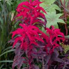 200 Amaranthus Molten Fire Amaranthus Gangeticus Flower Seeds Easy to Grow