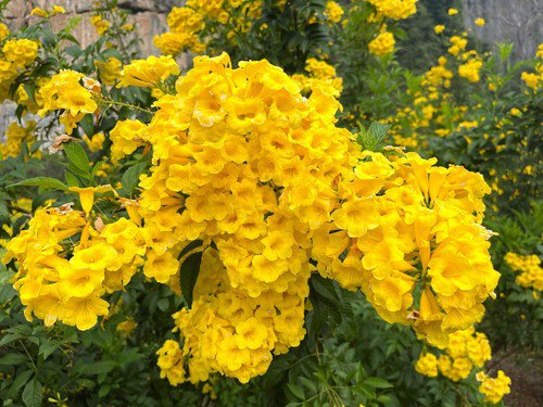 10 Tecoma Stans Yellow Bells Trumpetbush Elder Esperanza Flower Shrub Seeds Easy to Grow