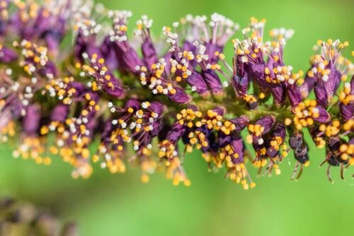 50 Fragrant False Indigo Dwarf Wild Indigo Amorpha Nana Flower Seeds Easy to Grow