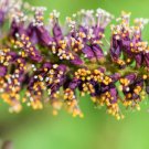 50 Fragrant False Indigo Dwarf Wild Indigo Amorpha Nana Flower Seeds Easy to Grow