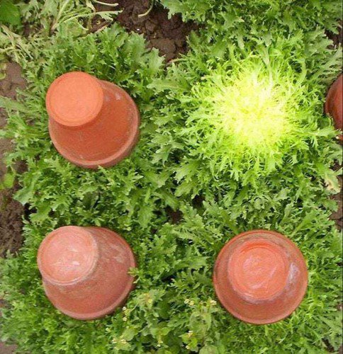 3000 Green Curled Endive Moss Salad Escarole Cichorium Endiva Veggie Seeds Easy to Grow