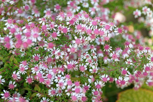 100 Lady In Black Calico Aster Aster Lateriflorus Flower Seeds Easy to Grow