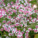 100 Lady In Black Calico Aster Aster Lateriflorus Flower Seeds Easy to Grow