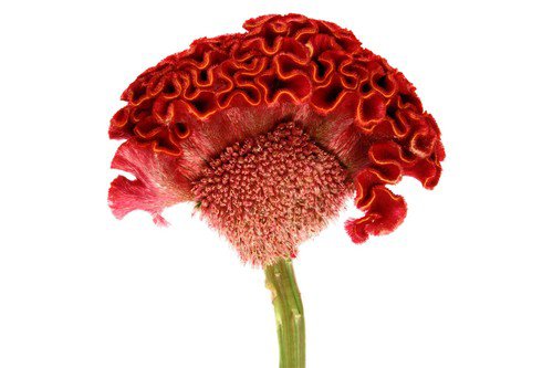 100 Coral Gardens Mix Celosia Cockscomb Celosia Argentea Cristata Flower Seeds Easy to Grow