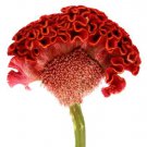 100 Coral Gardens Mix Celosia Cockscomb Celosia Argentea Cristata Flower Seeds Easy to Grow 100 Coral Gardens Mix Celosia Cockscomb Celosia Argentea Cristata Flower Seeds Easy to Grow
