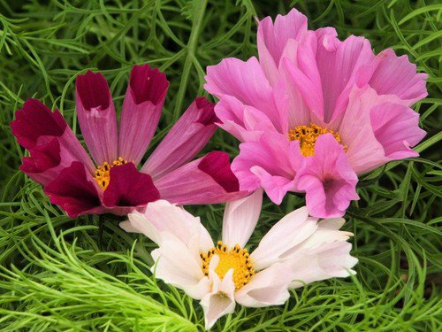 200 Cosmos Seashells Cosmos Bipinnatus Sea Shells Flower Seeds Easy to Grow