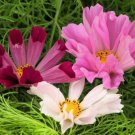 200 Cosmos Seashells Cosmos Bipinnatus Sea Shells Flower Seeds Easy to Grow
