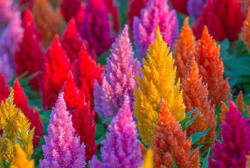 150 Mixed Pampas Plumes Cockscomb Celosia Plumosa Flower Seeds Easy to Grow