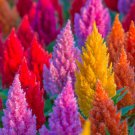 150 Mixed Pampas Plumes Cockscomb Celosia Plumosa Flower Seeds Easy to Grow