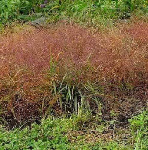 100 Ruby Silk Lovegrass Ornamental Love Grass Eragrostis Tef Seeds Easy to Grow