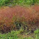 100 Ruby Silk Lovegrass Ornamental Love Grass Eragrostis Tef Seeds Easy to Grow